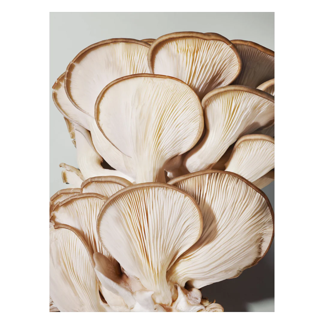 Origins Mega-Mushroom Relief & Resilience Soothing Treatment Lotion - Image 6